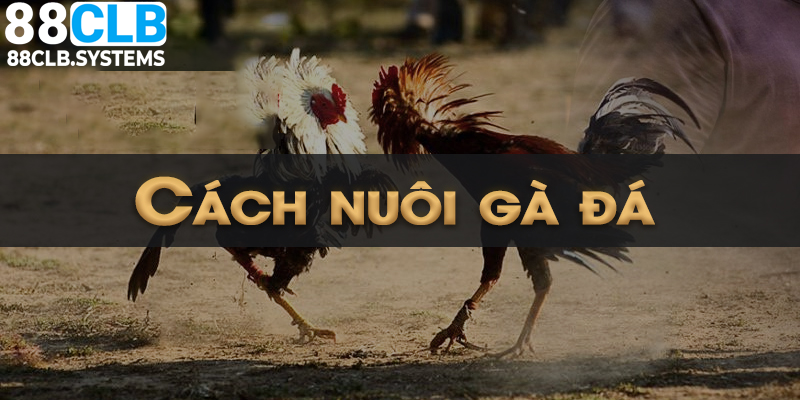 Cách Nuôi Gà Đá Khỏe Mạnh Mang Đến Khoản Giá Trị Kinh Tế